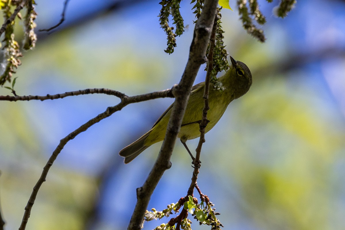 Orange-crowned Warbler - ML618289056