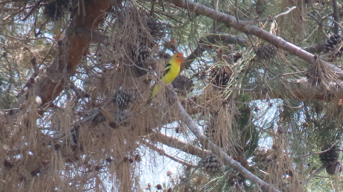 Western Tanager - Brian Nothhelfer