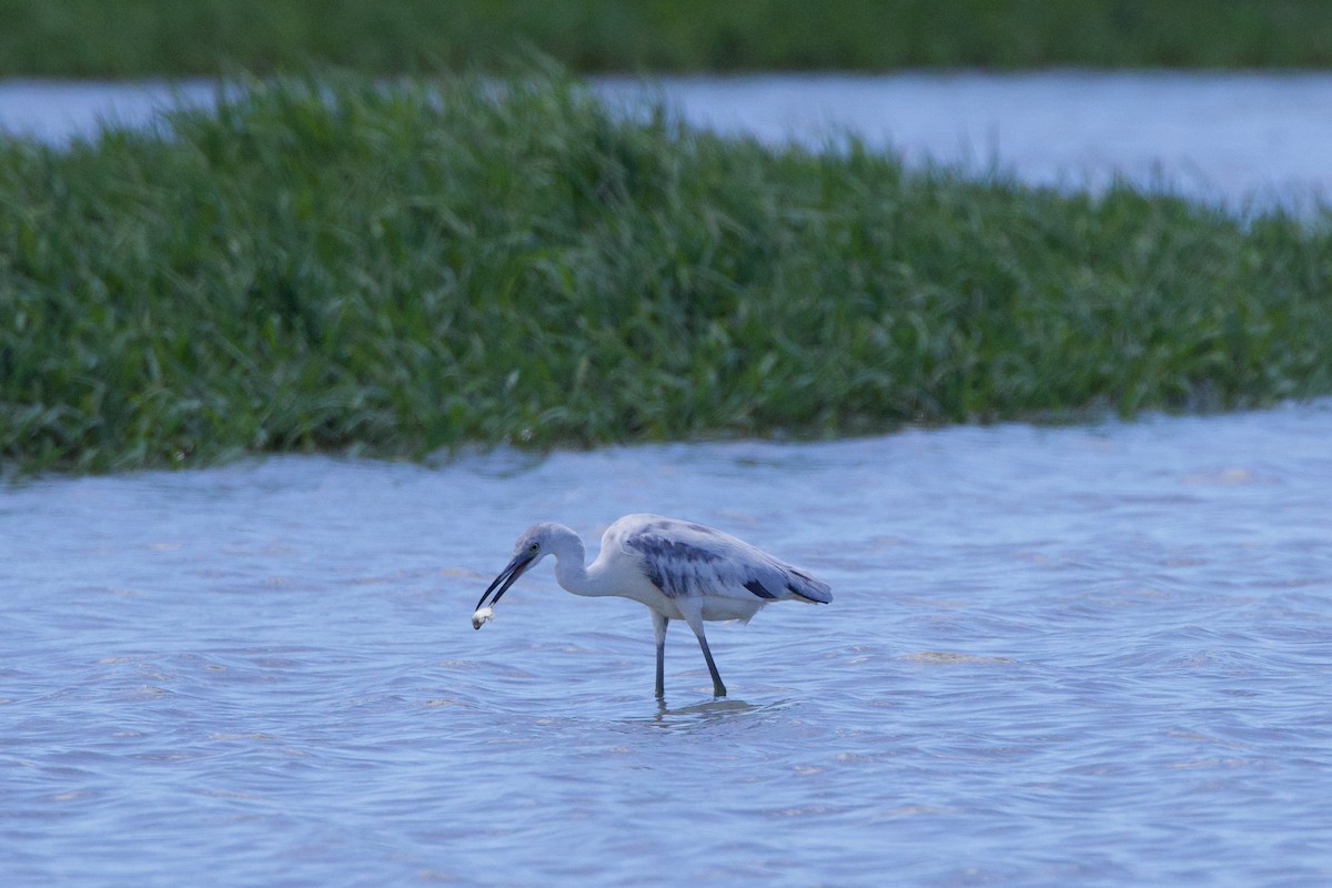 Little Blue Heron - Michael St John