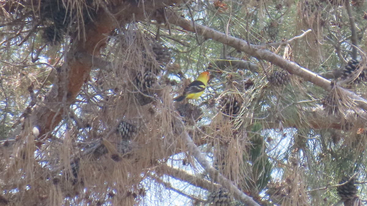 Western Tanager - Brian Nothhelfer