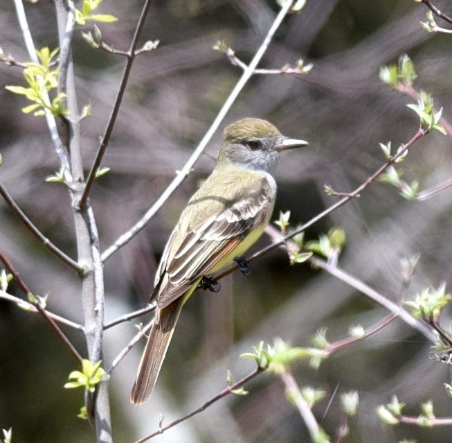 Great Crested Flycatcher - ML618289076