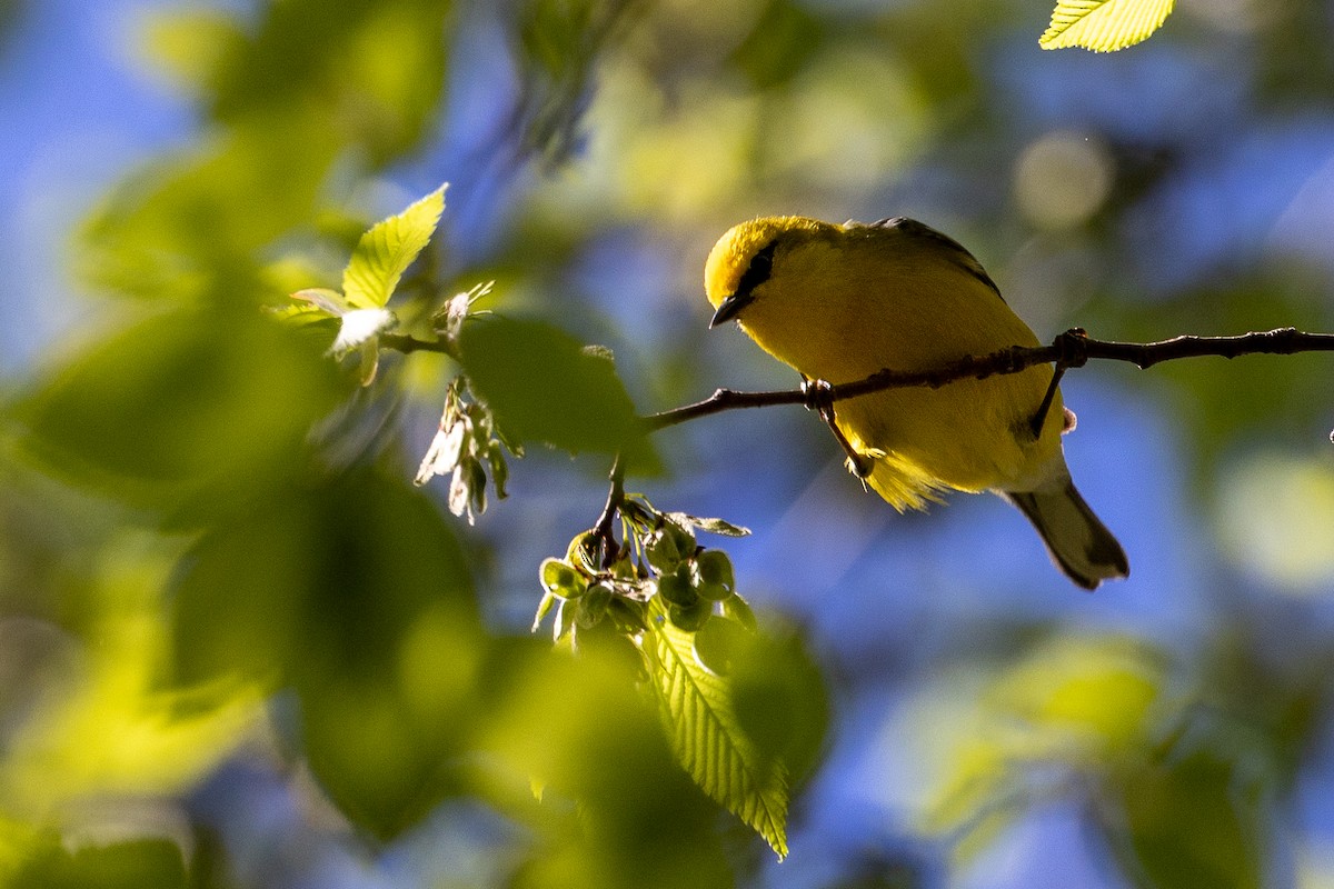 Blue-winged Warbler - ML618289081