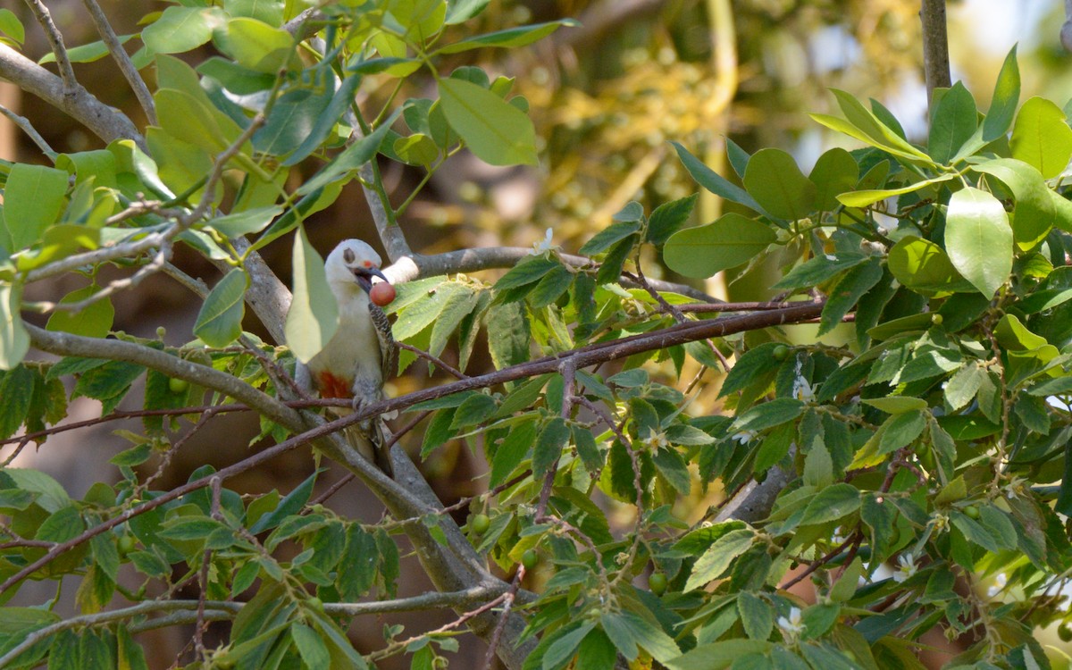 Carpintero Frentidorado (grupo santacruzi) - ML618289086