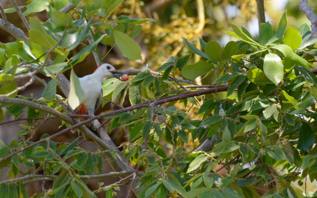 Carpintero Frentidorado (grupo santacruzi) - ML618289087