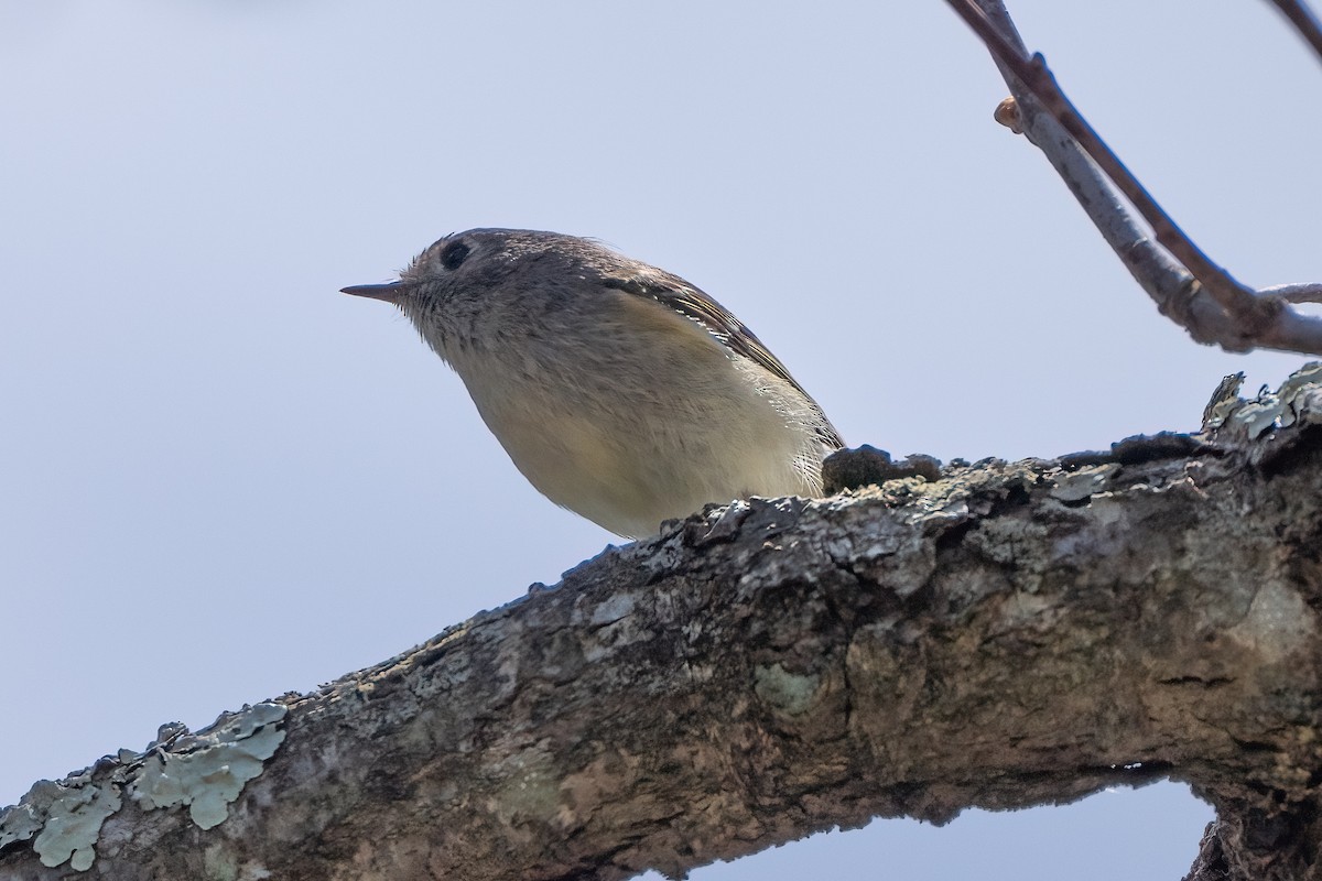 Roitelet à couronne rubis - ML618289093