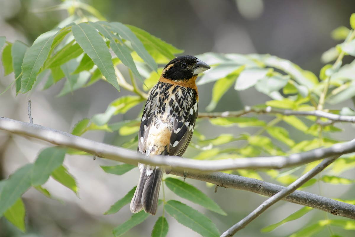 Black-headed Grosbeak - Adam Wilson