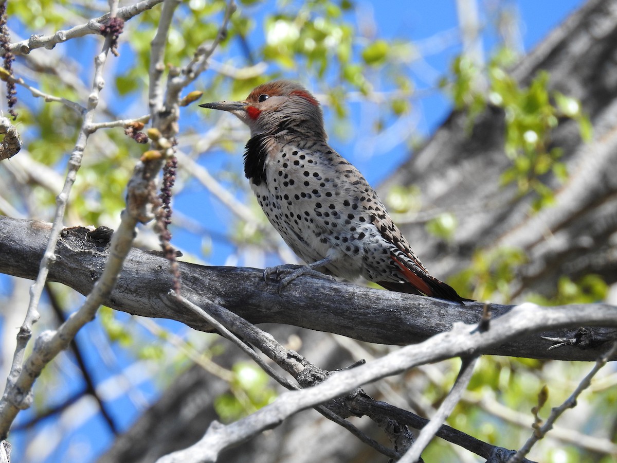 Northern Flicker - Jane Baryames