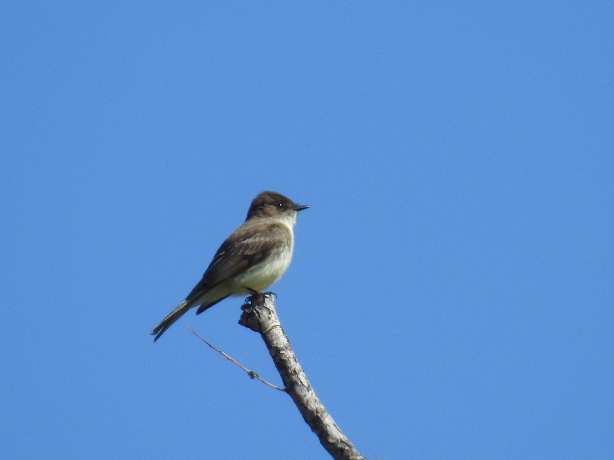 Eastern Phoebe - Jane Baryames