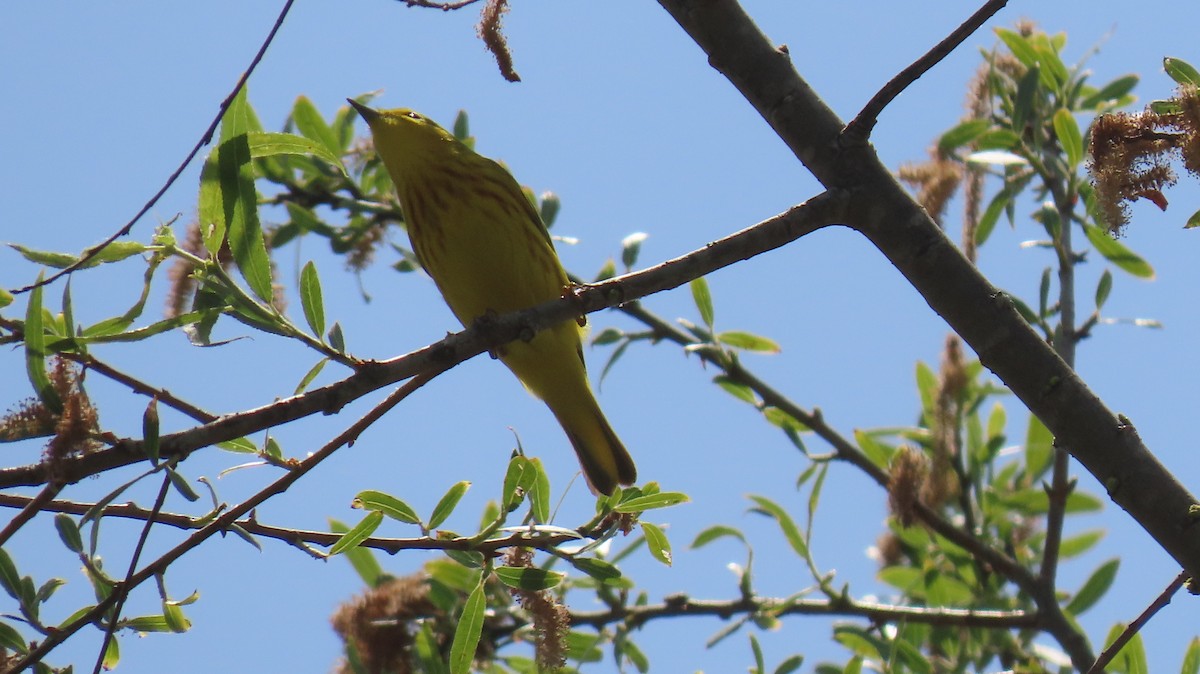 Yellow Warbler - Brian Nothhelfer