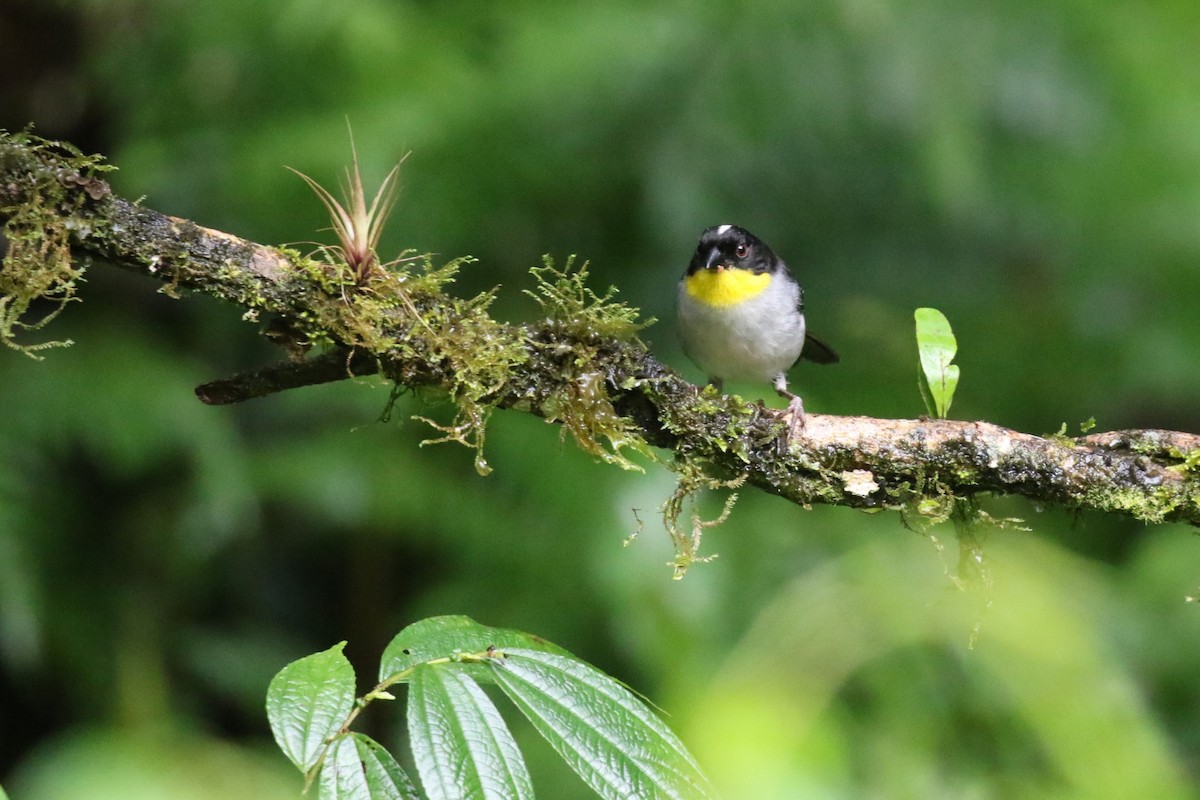 White-naped Brushfinch - David Rupp