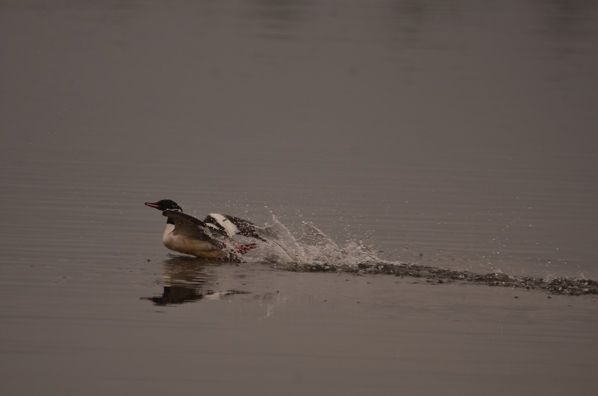 Common Merganser - Richard Garrigus