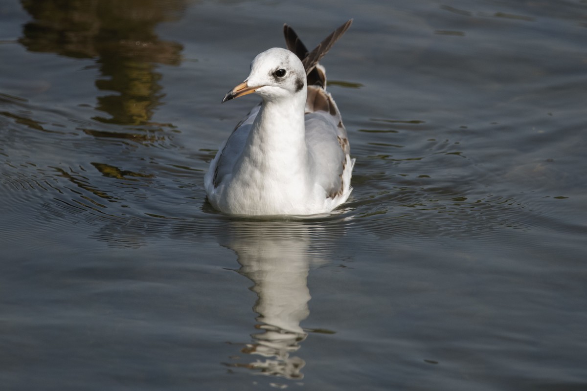 Black-headed Gull - Adam Wilson