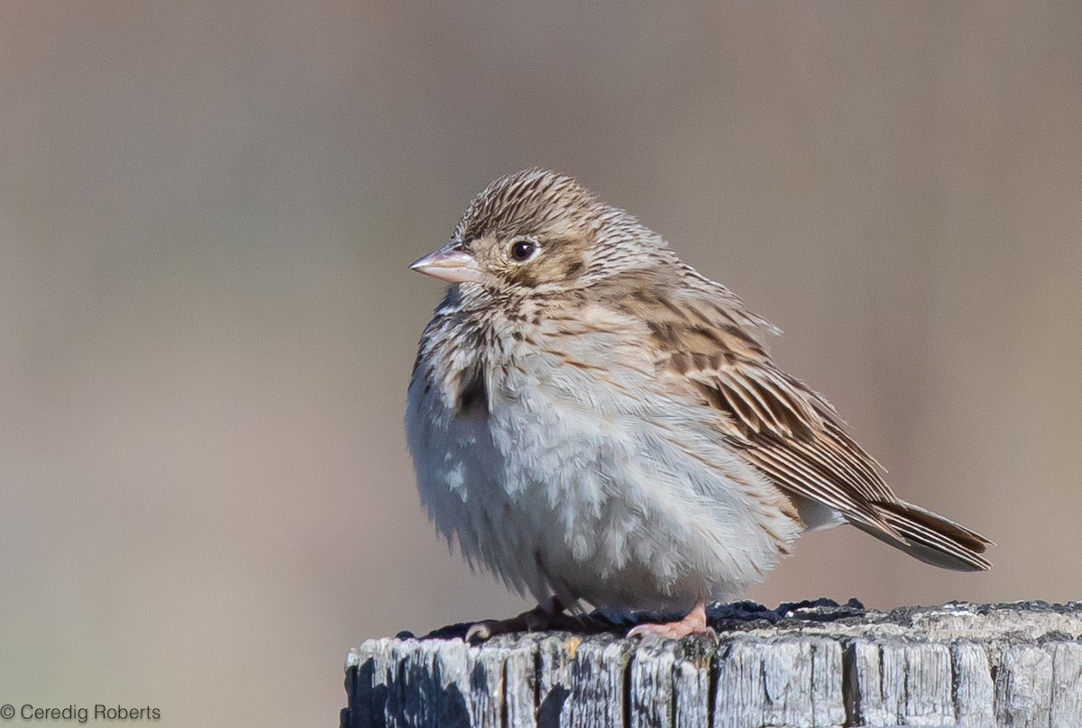 Vesper Sparrow - Ceredig  Roberts