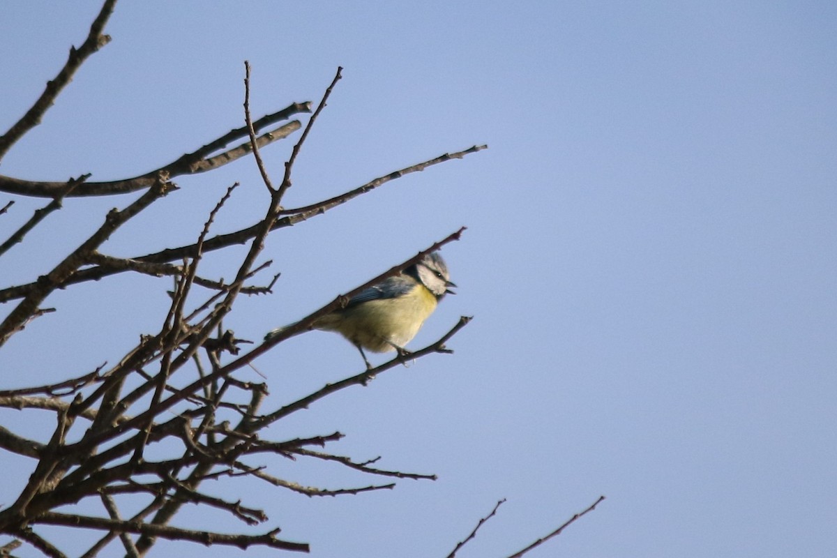 Eurasian Blue Tit - ML618289187