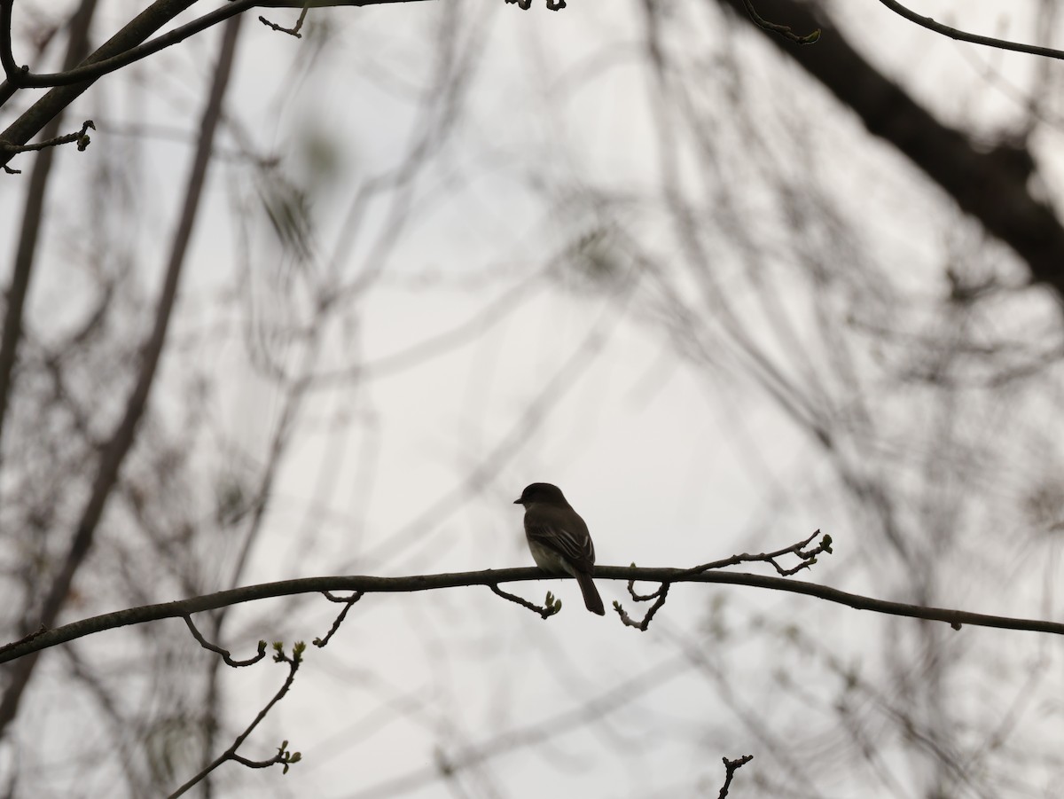 Eastern Phoebe - Bryden Kerchoff