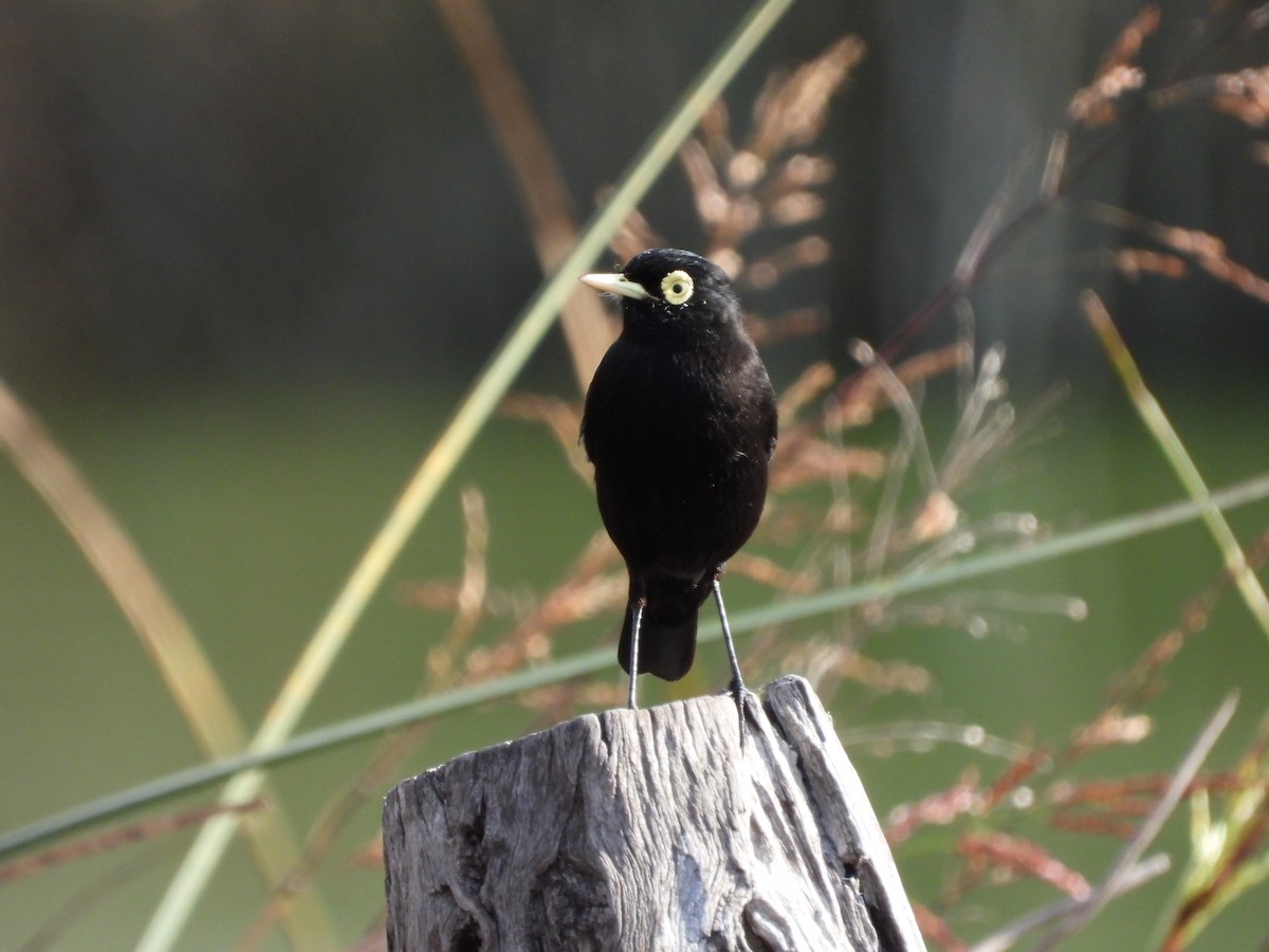 Spectacled Tyrant - ML618289192