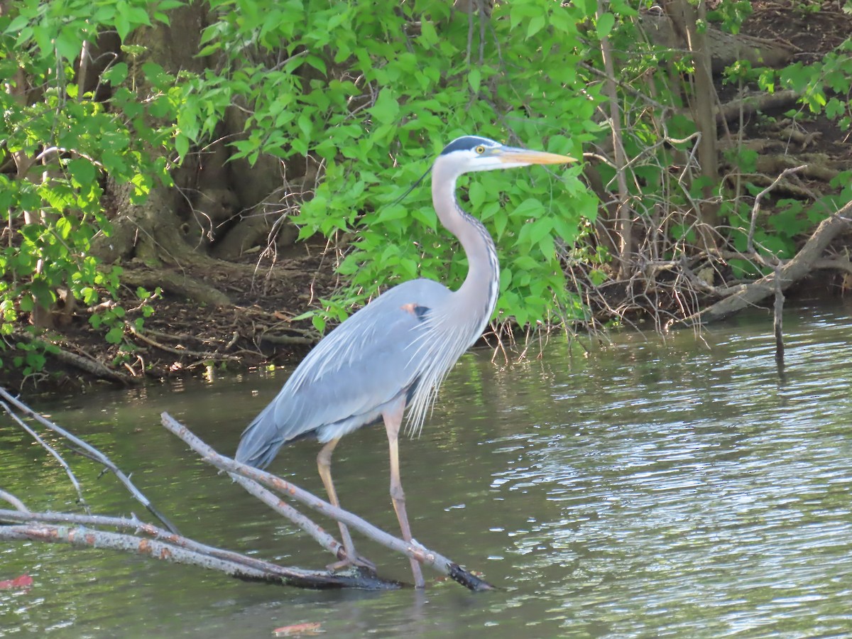 Great Blue Heron - Elizabeth Ferber