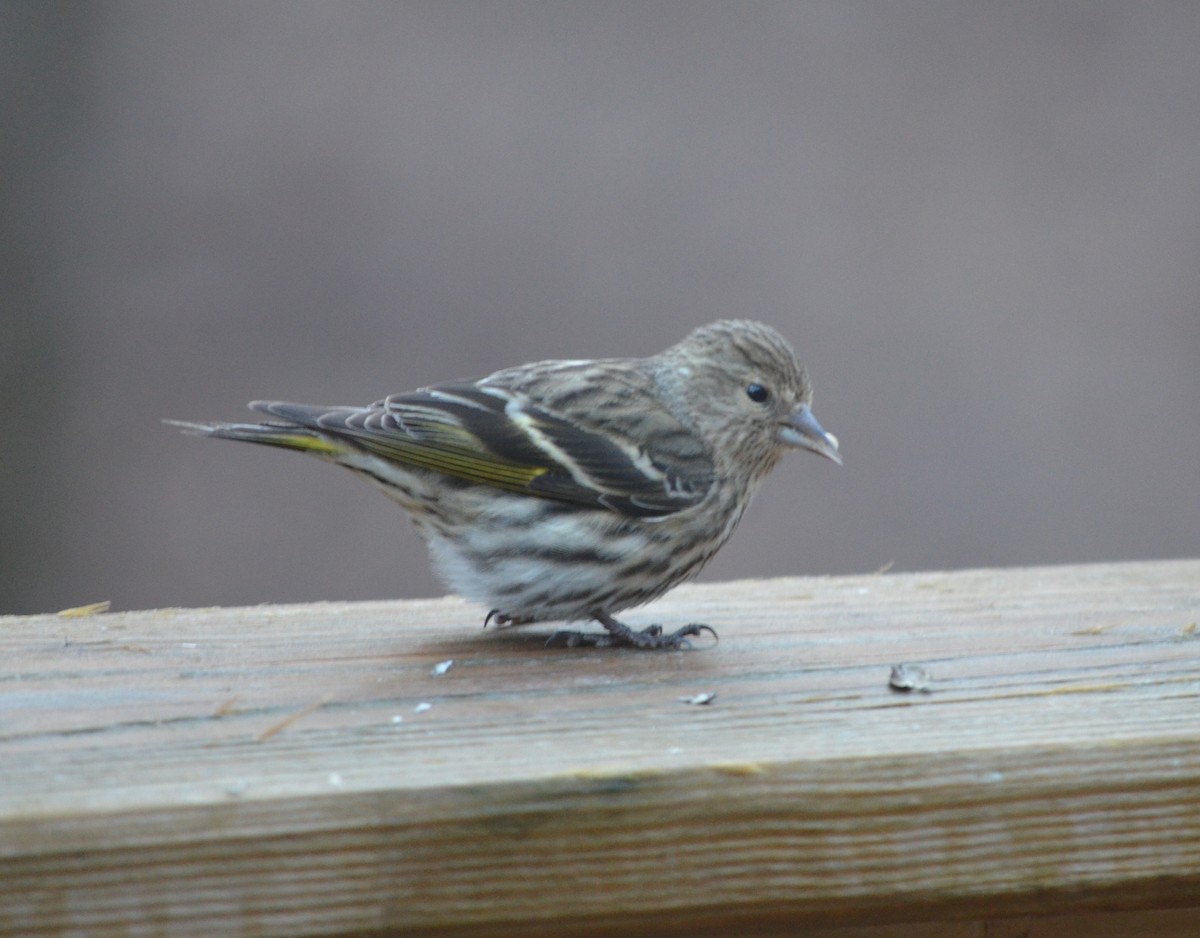 Pine Siskin - ML618289200