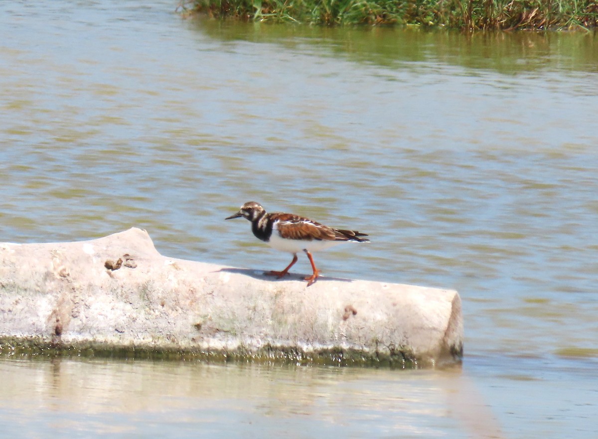 Ruddy Turnstone - Alan Morris