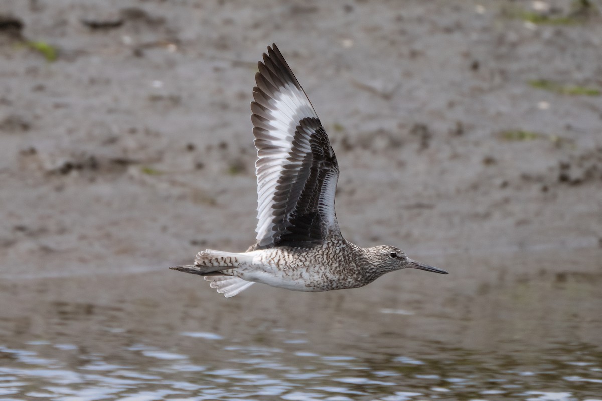 Willet - Shori Velles