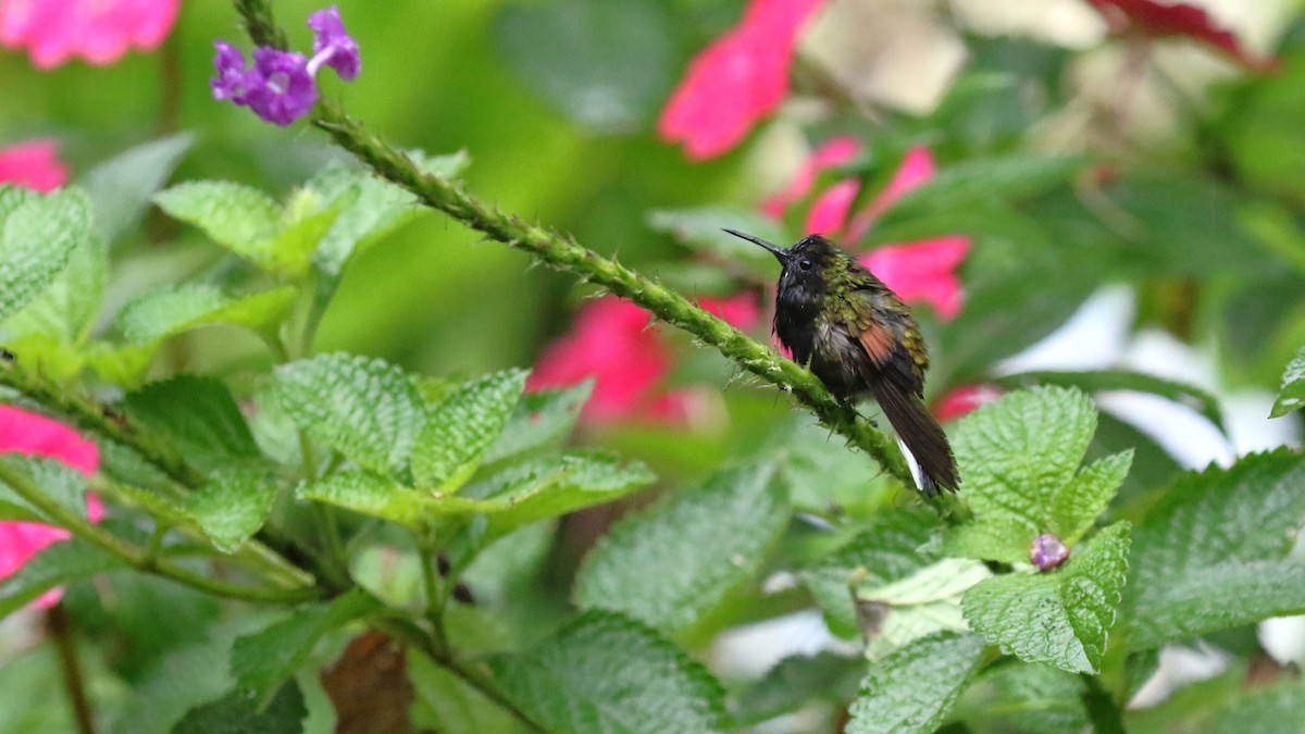 Black-bellied Hummingbird - David Rupp