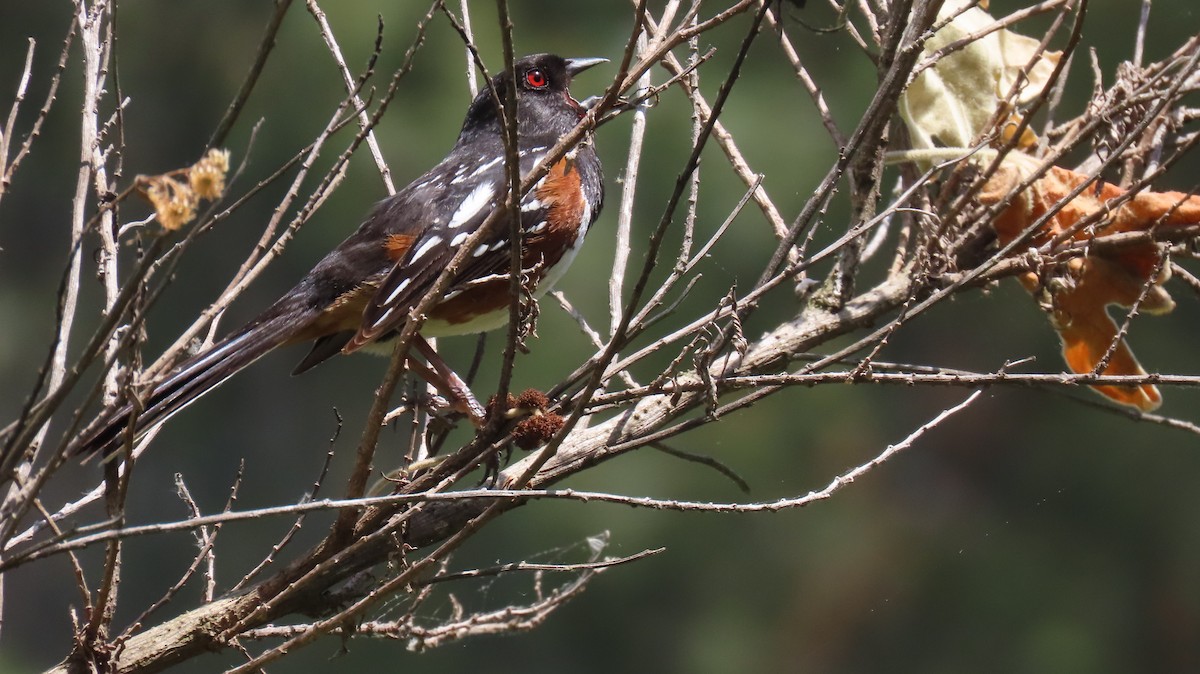 Spotted Towhee - Brian Nothhelfer