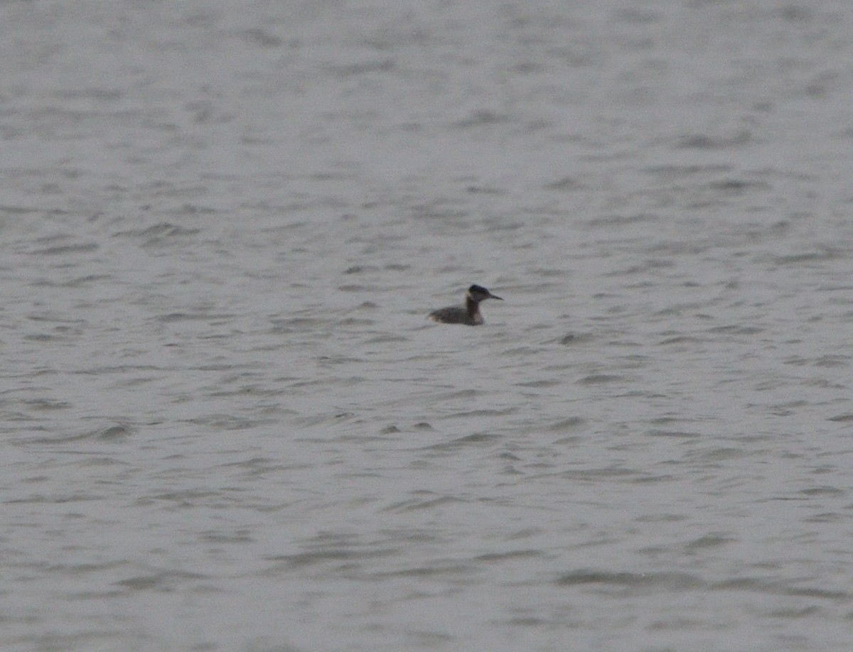 Red-necked Grebe - Louis Lemay