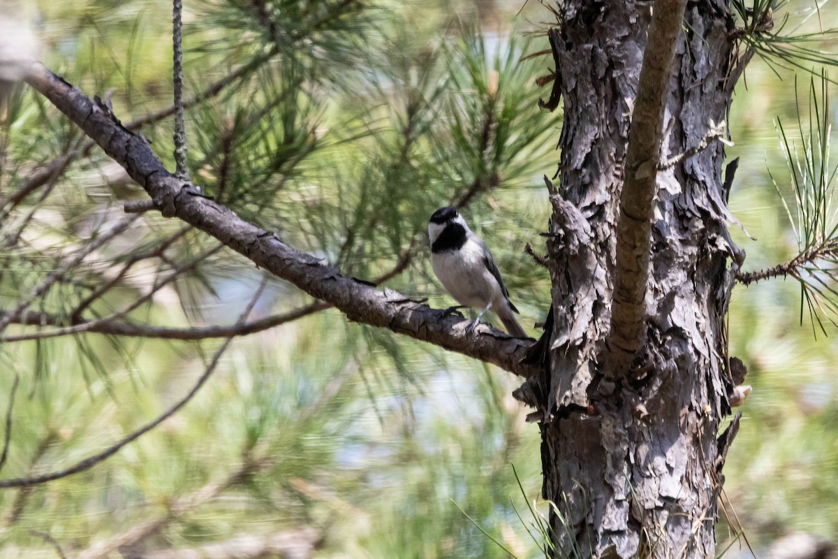 Carolina Chickadee - ML618289266