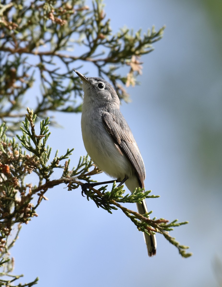 Blue-gray Gnatcatcher - Dave  Sherman