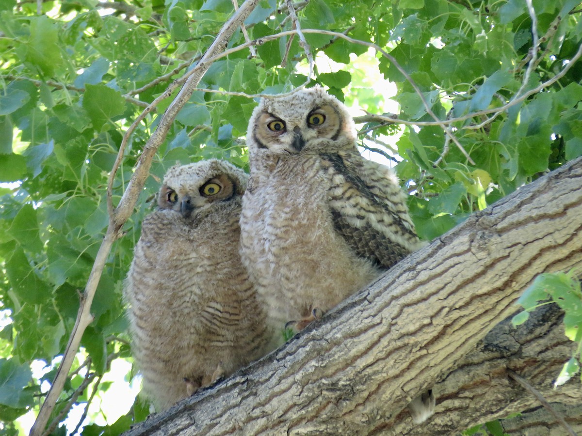 Great Horned Owl - RB Birder