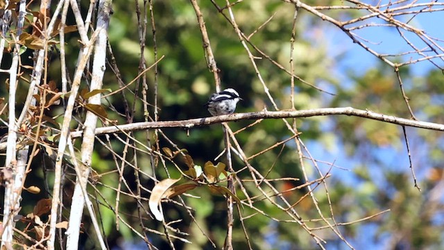 Little Pied Flycatcher - ML618289320