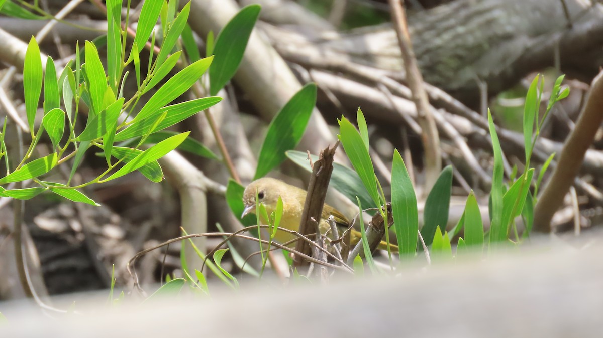 Common Yellowthroat - Brian Nothhelfer