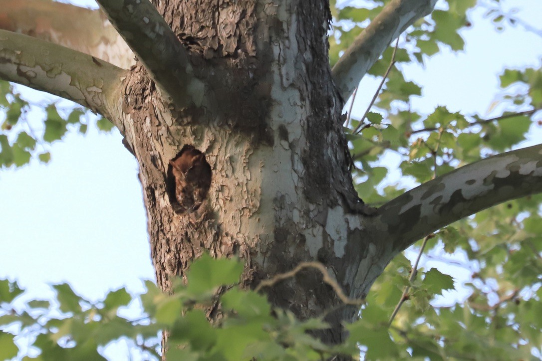 Eastern Screech-Owl - ML618289343