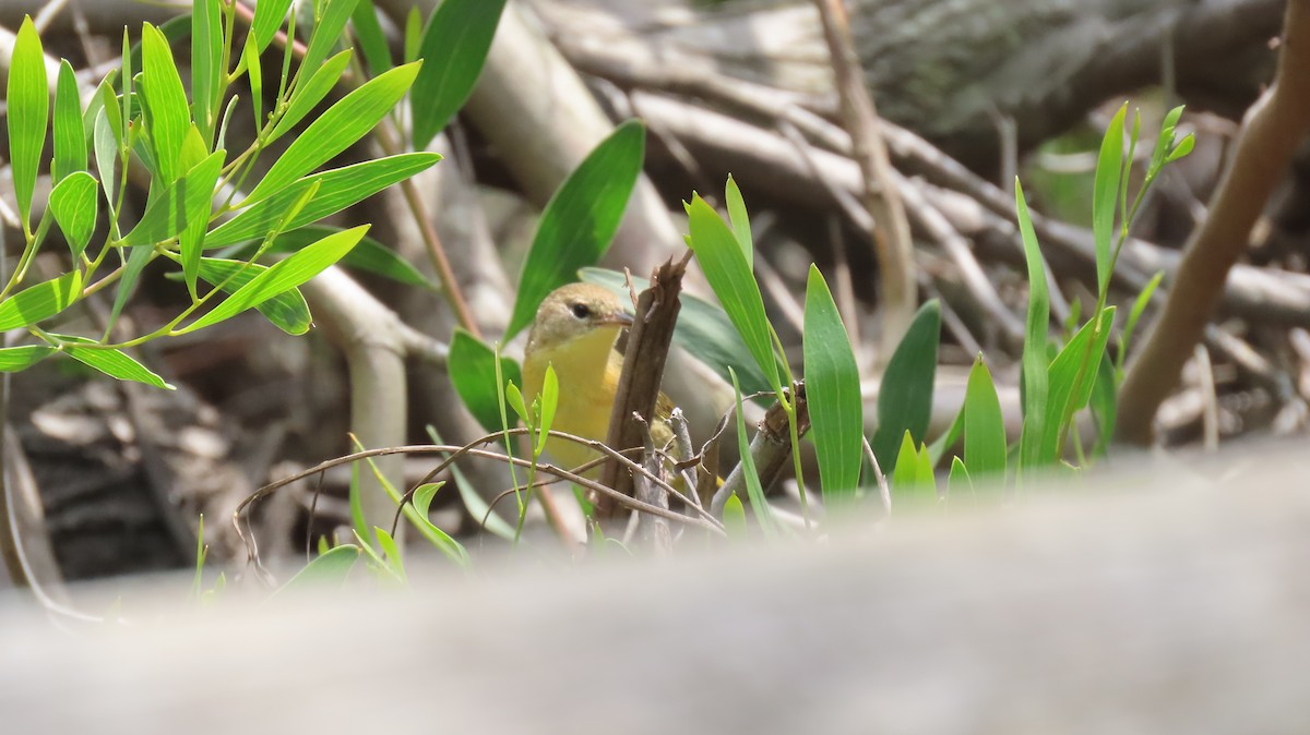 Common Yellowthroat - Brian Nothhelfer