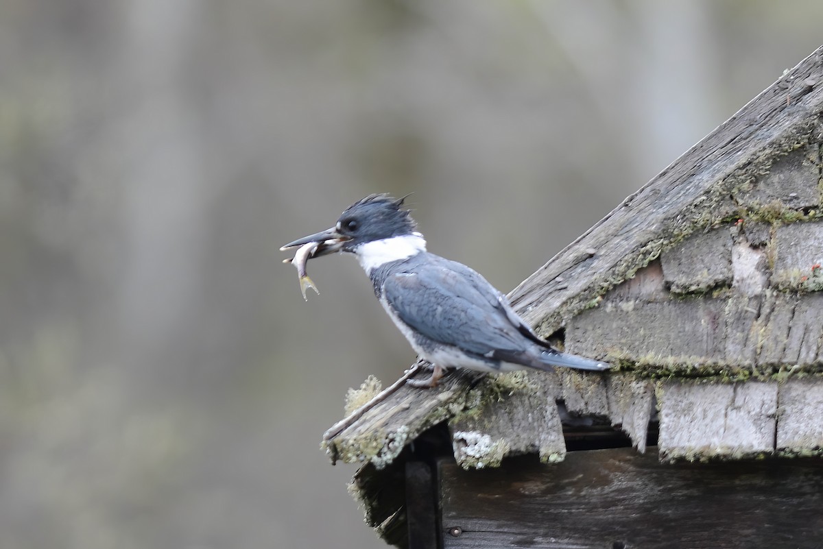 Belted Kingfisher - Daniel Thibault