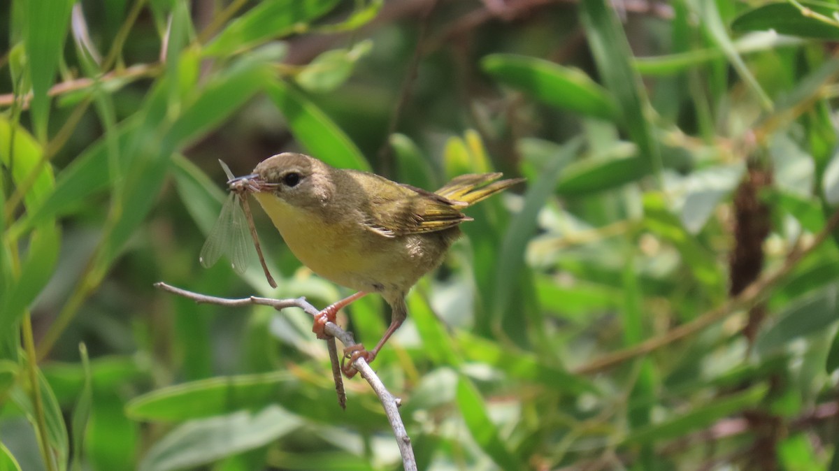 Common Yellowthroat - Brian Nothhelfer