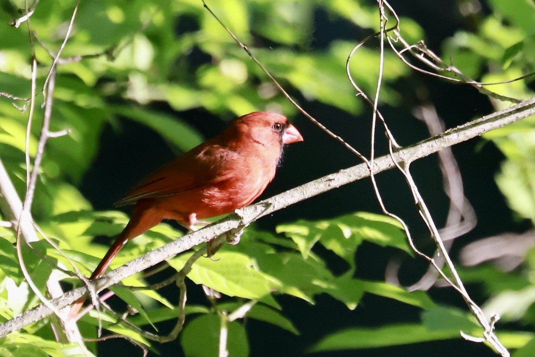 Cardinal rouge - ML618289385