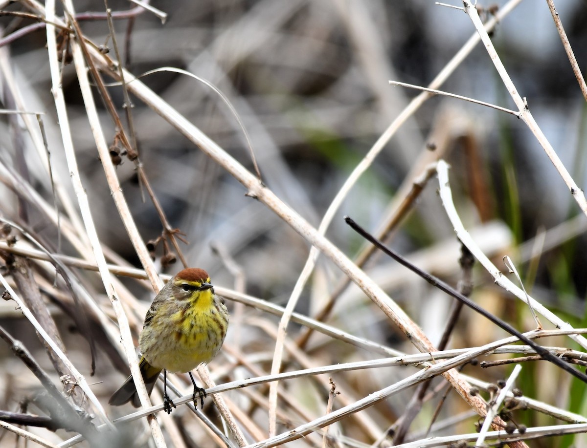 Palm Warbler - Monique Maynard