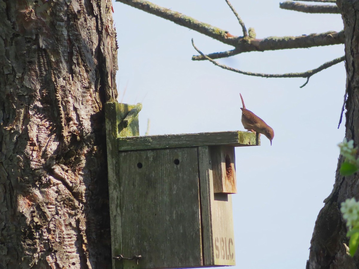 House Wren - Michael Stoner