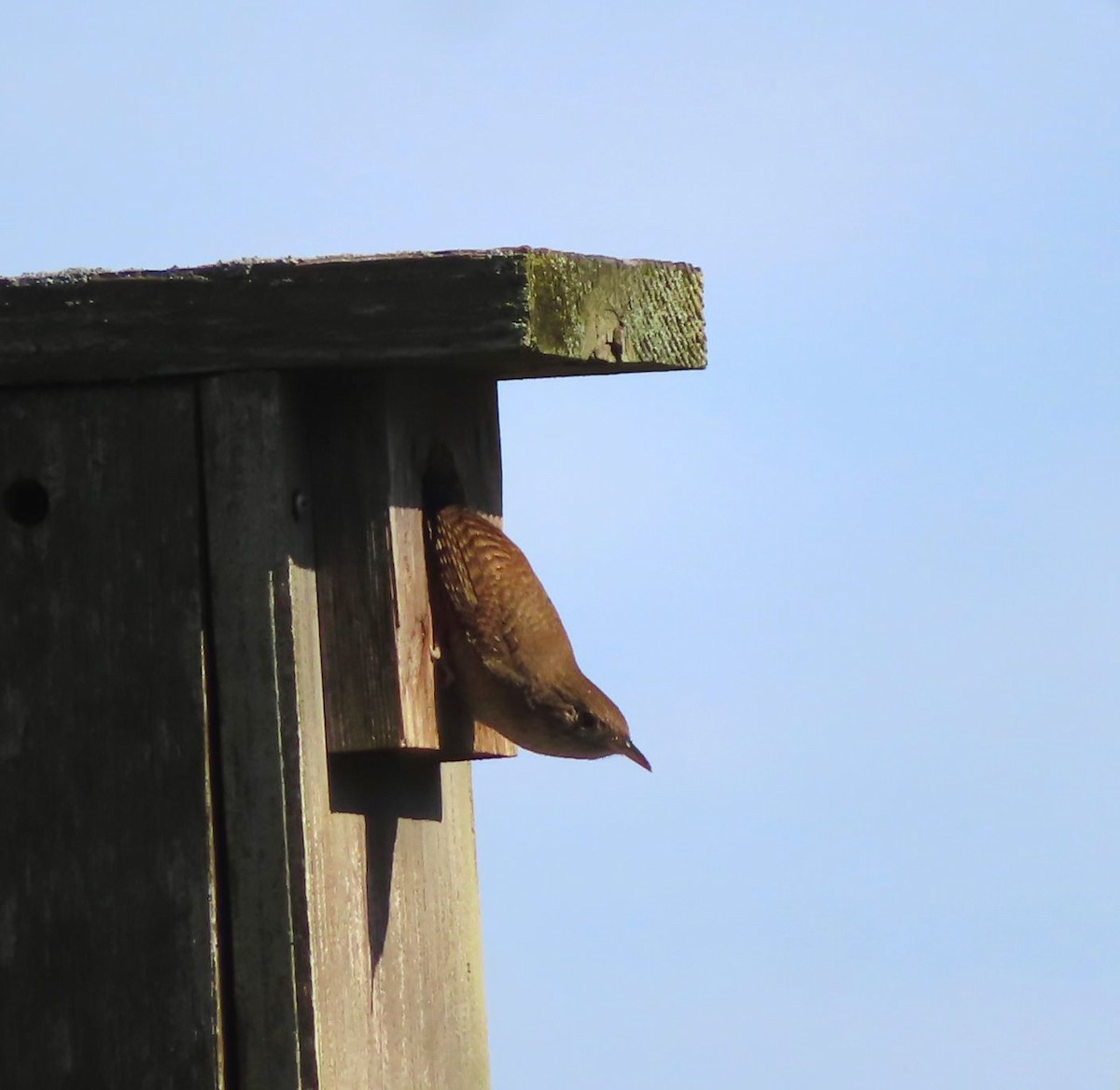 House Wren - Michael Stoner