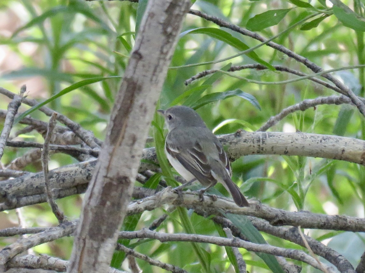 Bell's Vireo (Least) - RB Birder