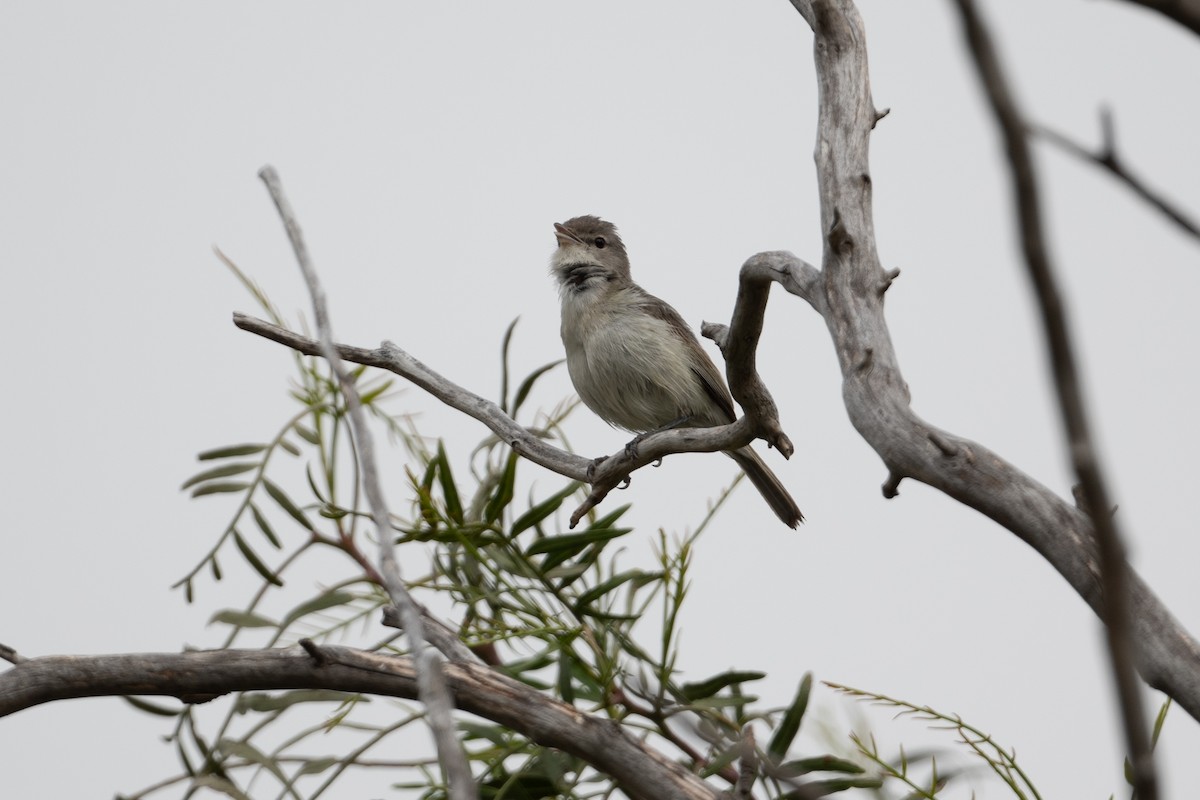 Bell's Vireo - Cynthia  Case