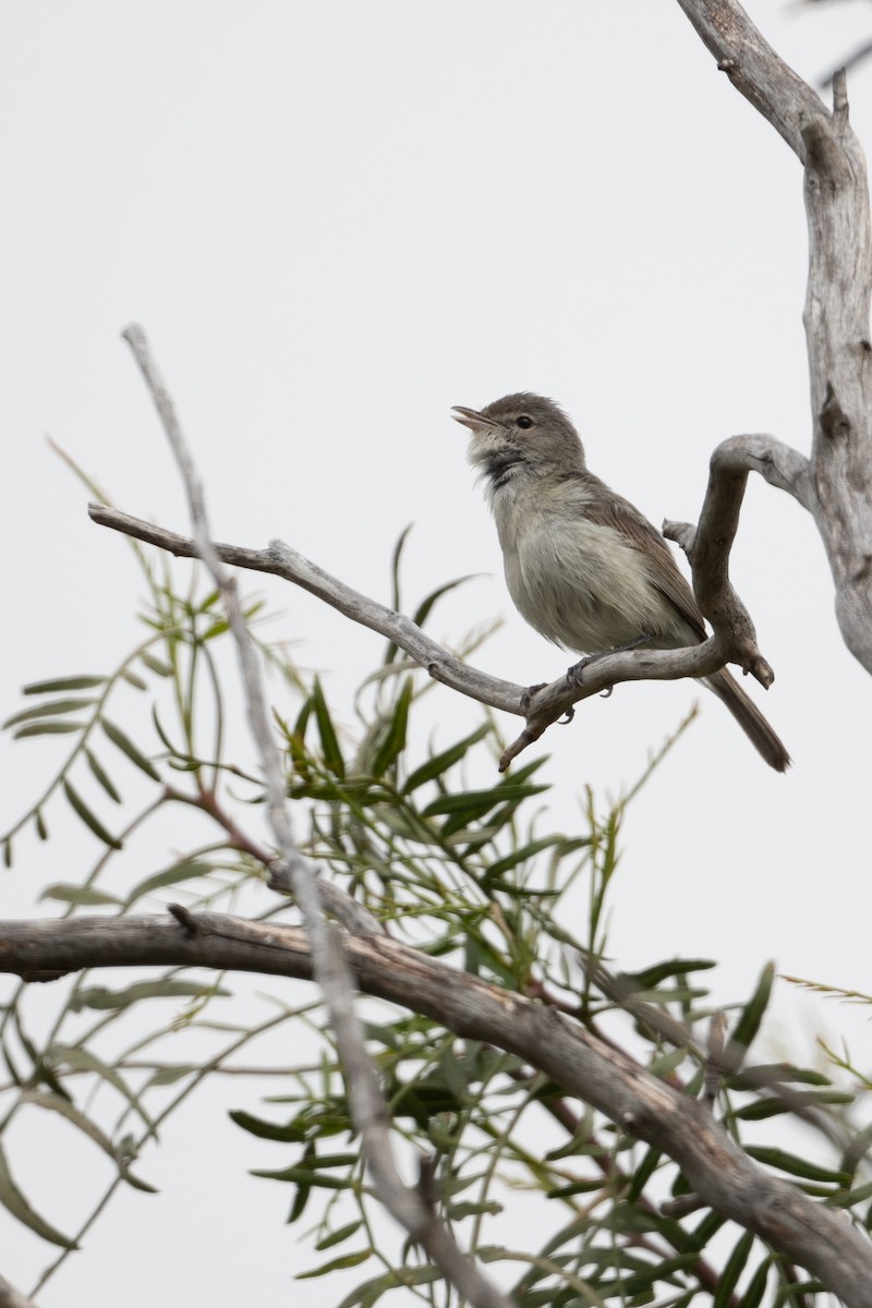 Bell's Vireo - Cynthia  Case