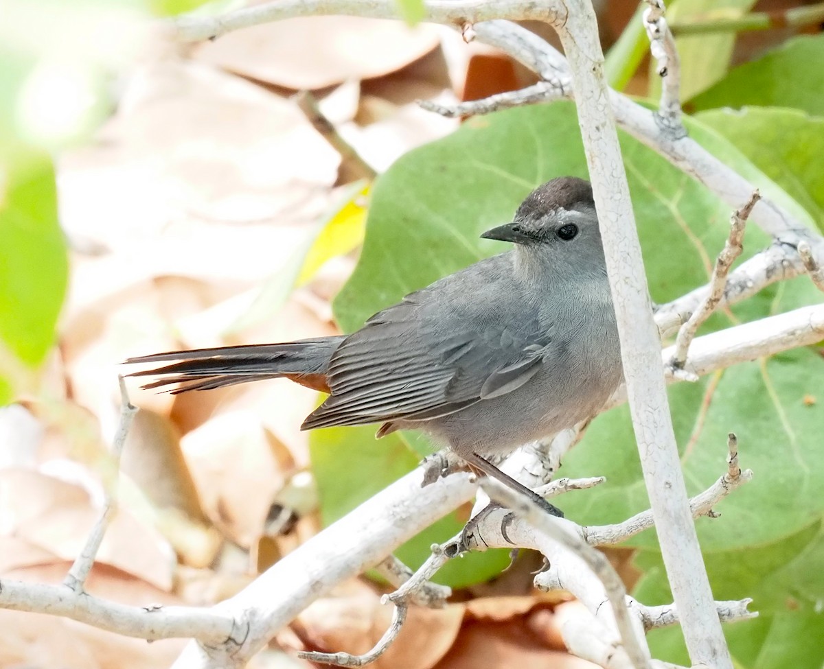 Gray Catbird - Linda Rickerson