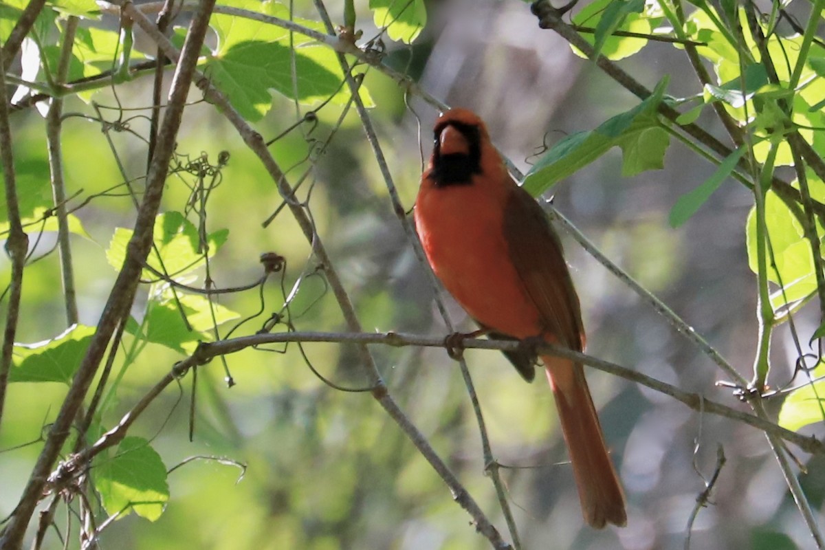 Cardinal rouge - ML618289481