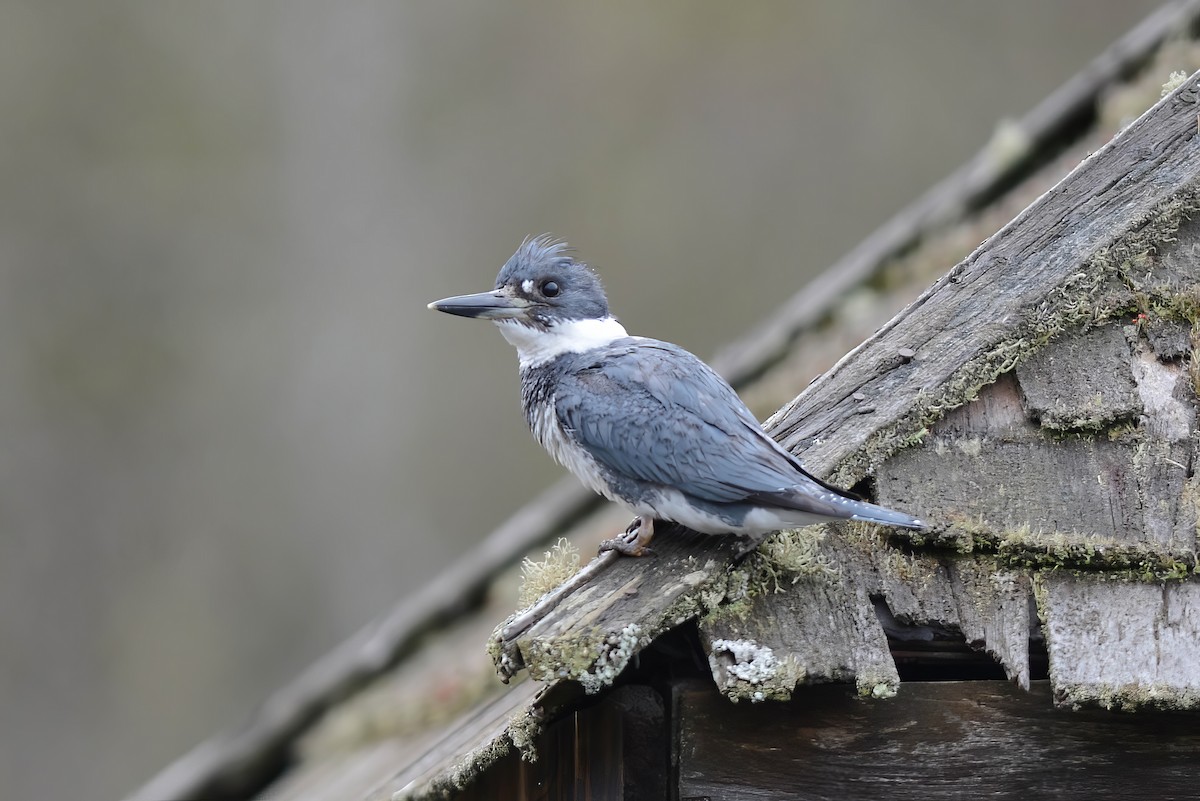 Belted Kingfisher - Daniel Thibault