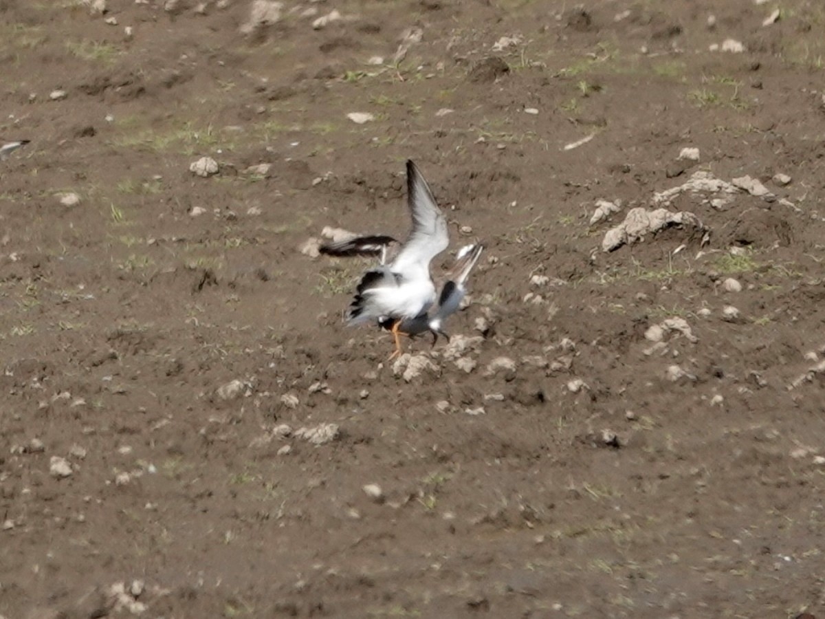 Semipalmated Plover - Norman Uyeda