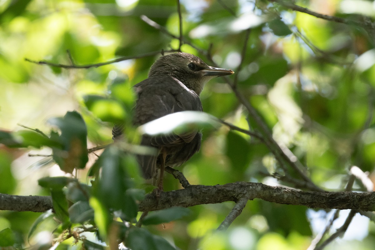 European Starling - Cynthia  Case