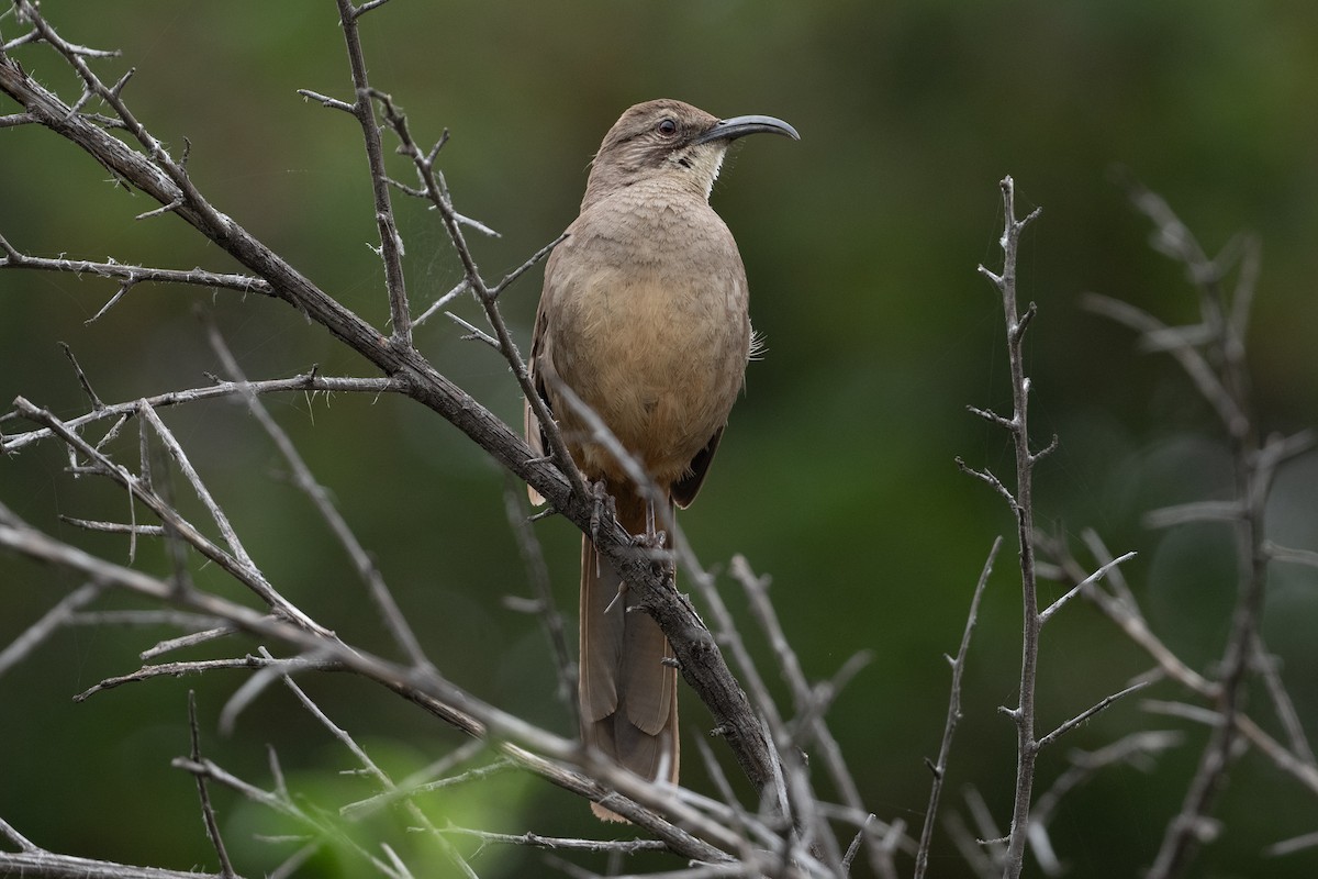 California Thrasher - Cynthia  Case