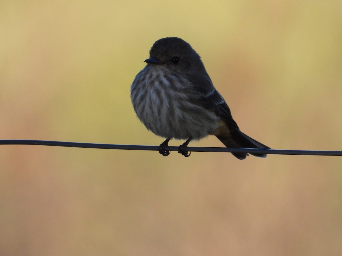 Vermilion Flycatcher - Elena Martina